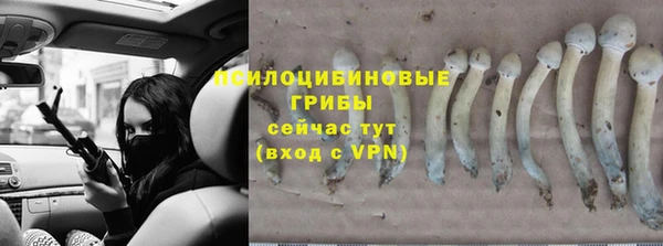 шишки Новокубанск