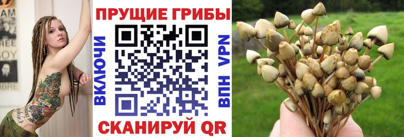Галлюциногенные грибы Psilocybe  цены   kraken маркетплейс  Клин 